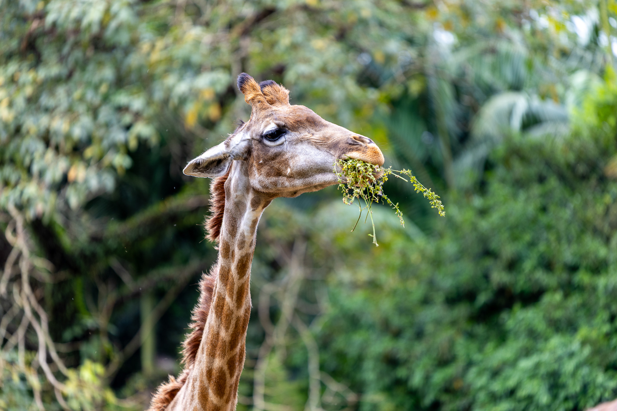 Gran Kazzas Botanic em Jardim Celeste, São Paulo – foto 40