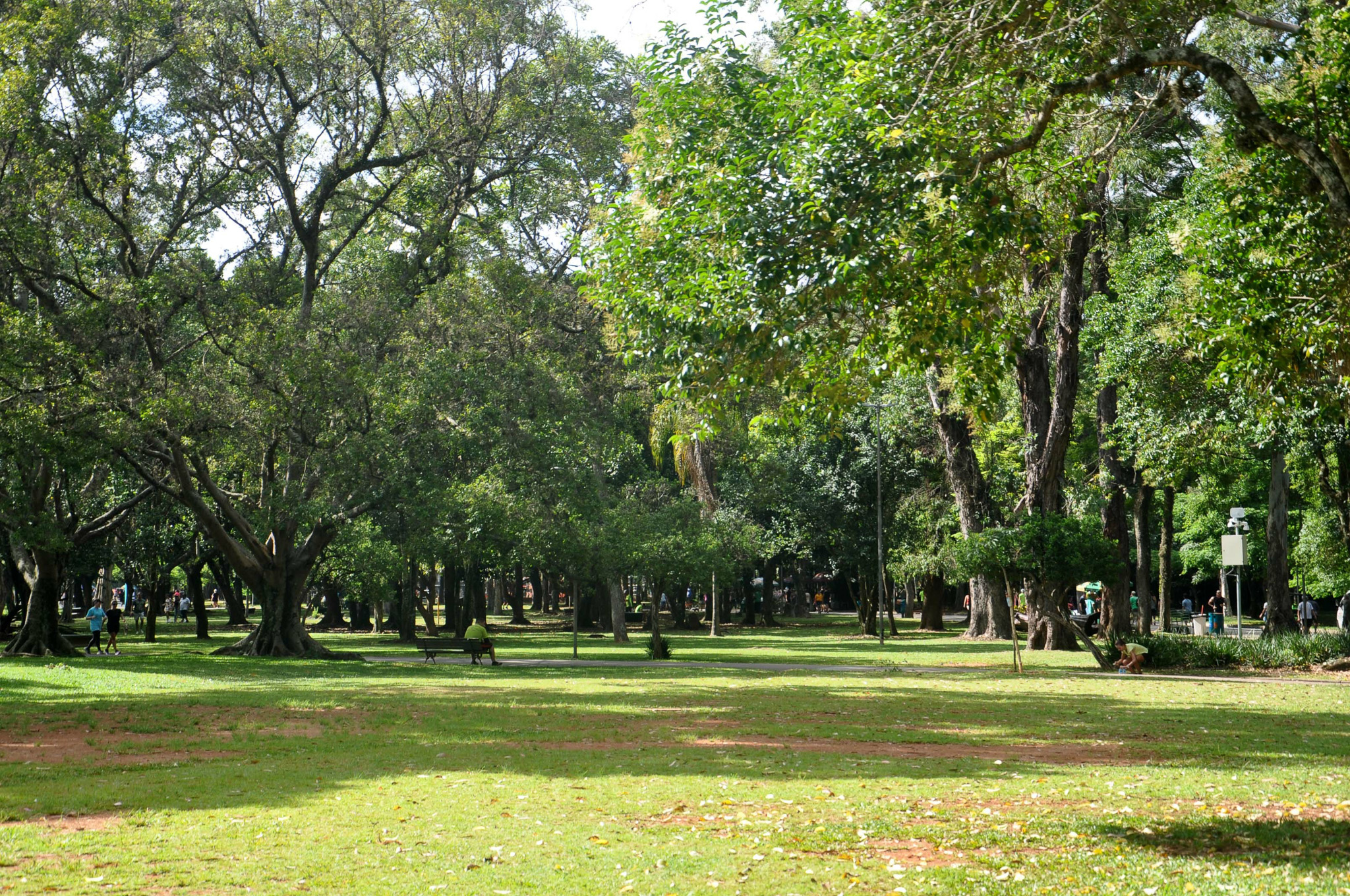 K Cupecê em Cidade Ademar, São Paulo – foto 27